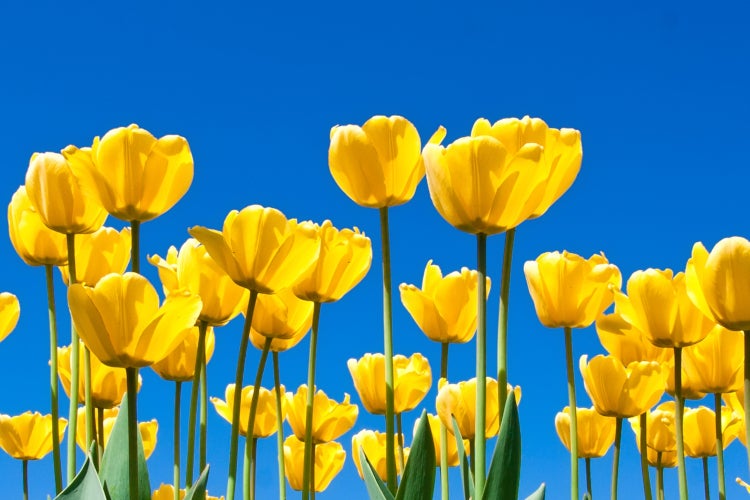 Photo of Green Trees with roadway winding through